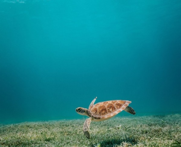 https://barbadosninjathrowdown.com/wp-content/uploads/2026/02/BEACH-TURTLE-4.jpg